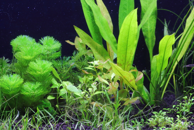 植栽から16日目（トリミングから3日目）